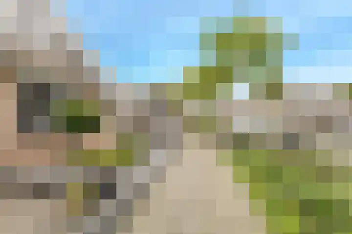 Koekoeksbloem 2 Breda thumbnail 42