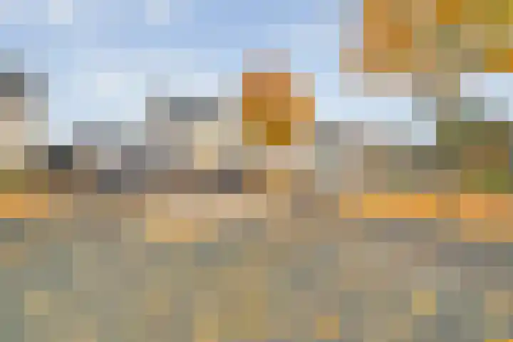 Koekoeksbloem 2 Hardenberg thumbnail 55