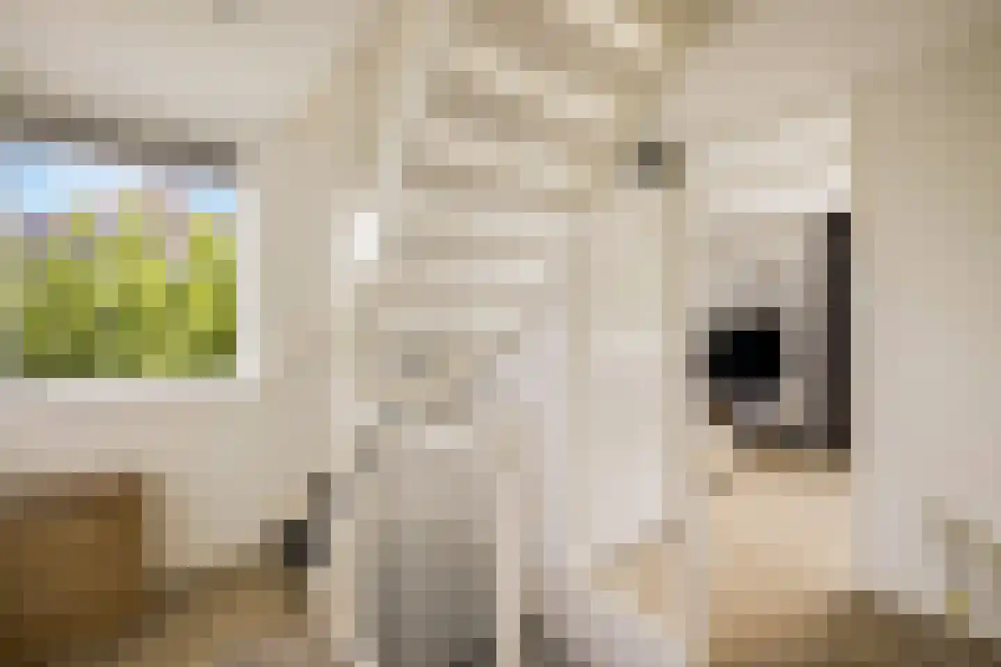 Koekoeksbloem 2 Heerjansdam thumbnail 28