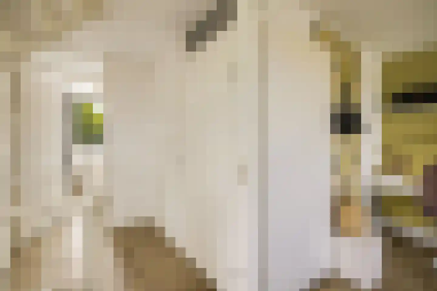 Koekoeksbloem 2 Heerjansdam thumbnail 31