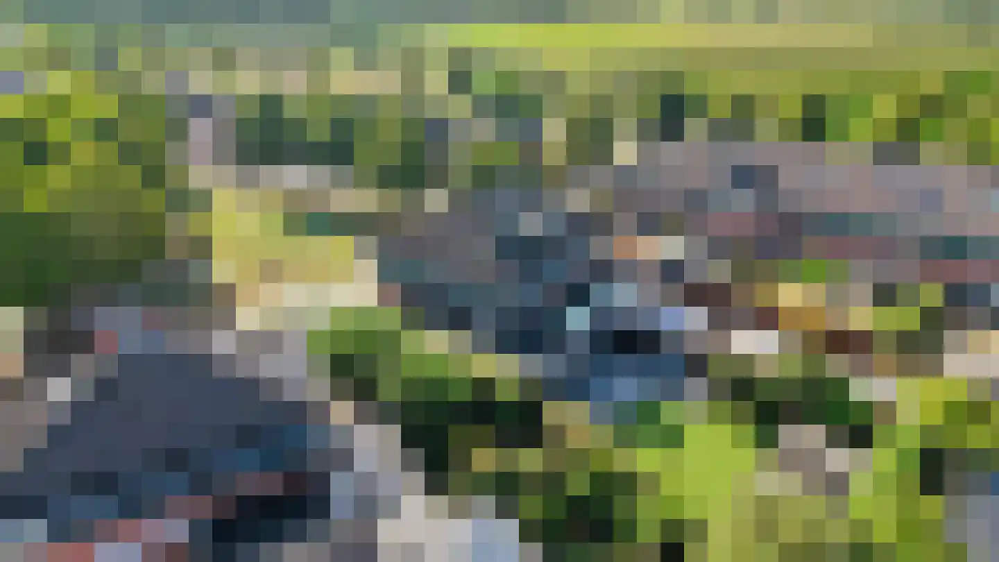 Koekoeksbloem 2 Heerjansdam thumbnail 47