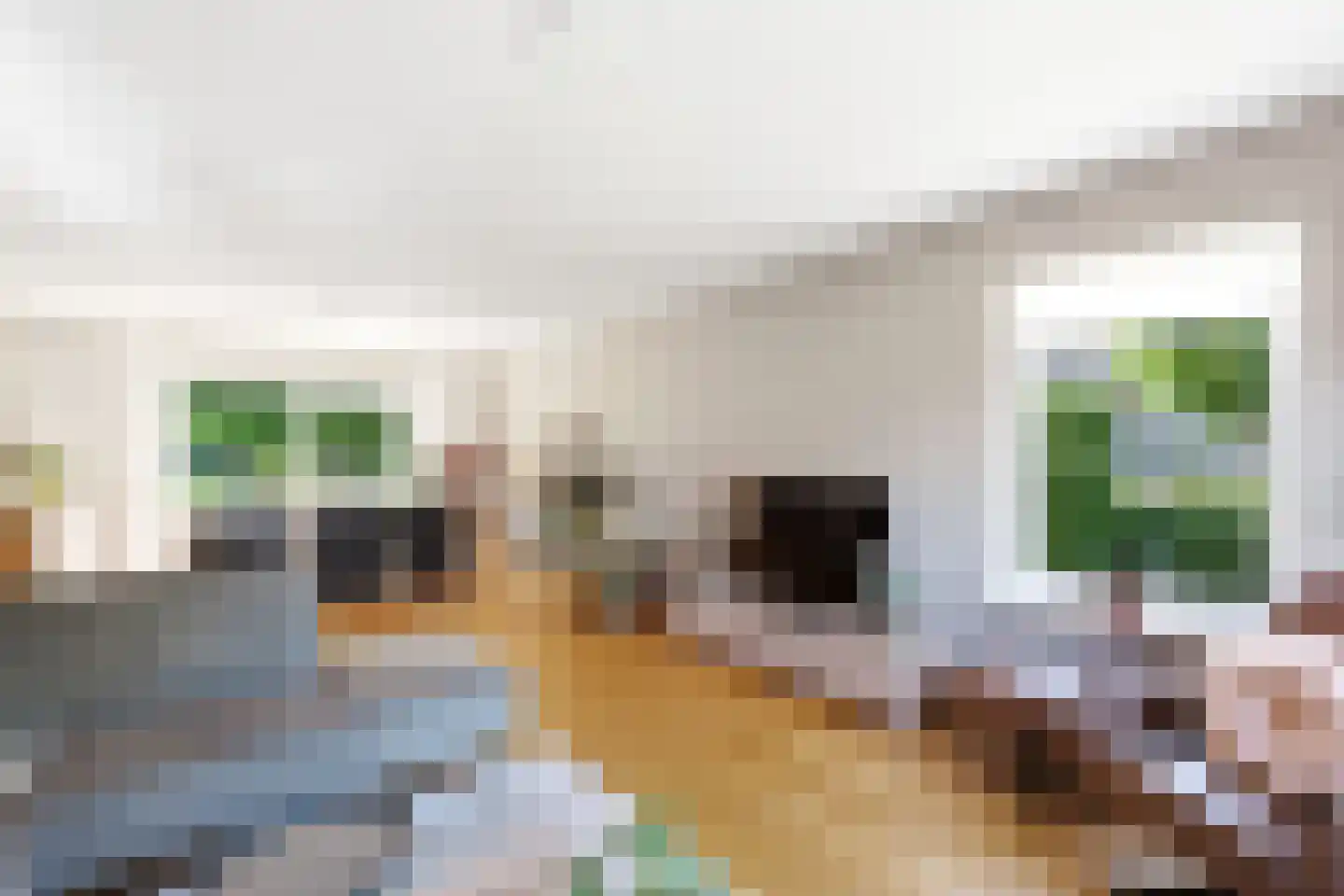 Koekoeksbloem 20 Hulst thumbnail 13