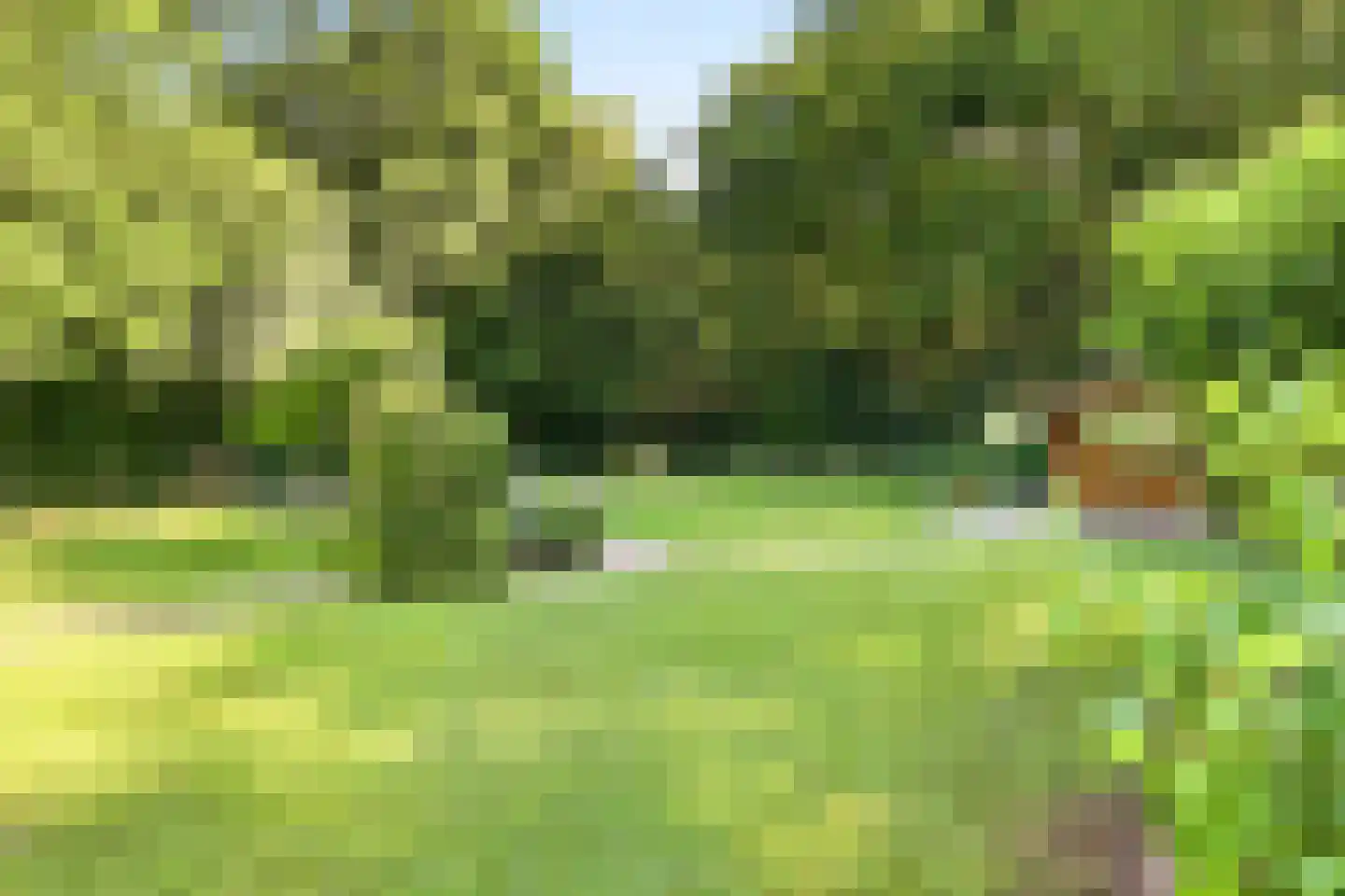 Koekoeksbloem 20 Hulst thumbnail 38