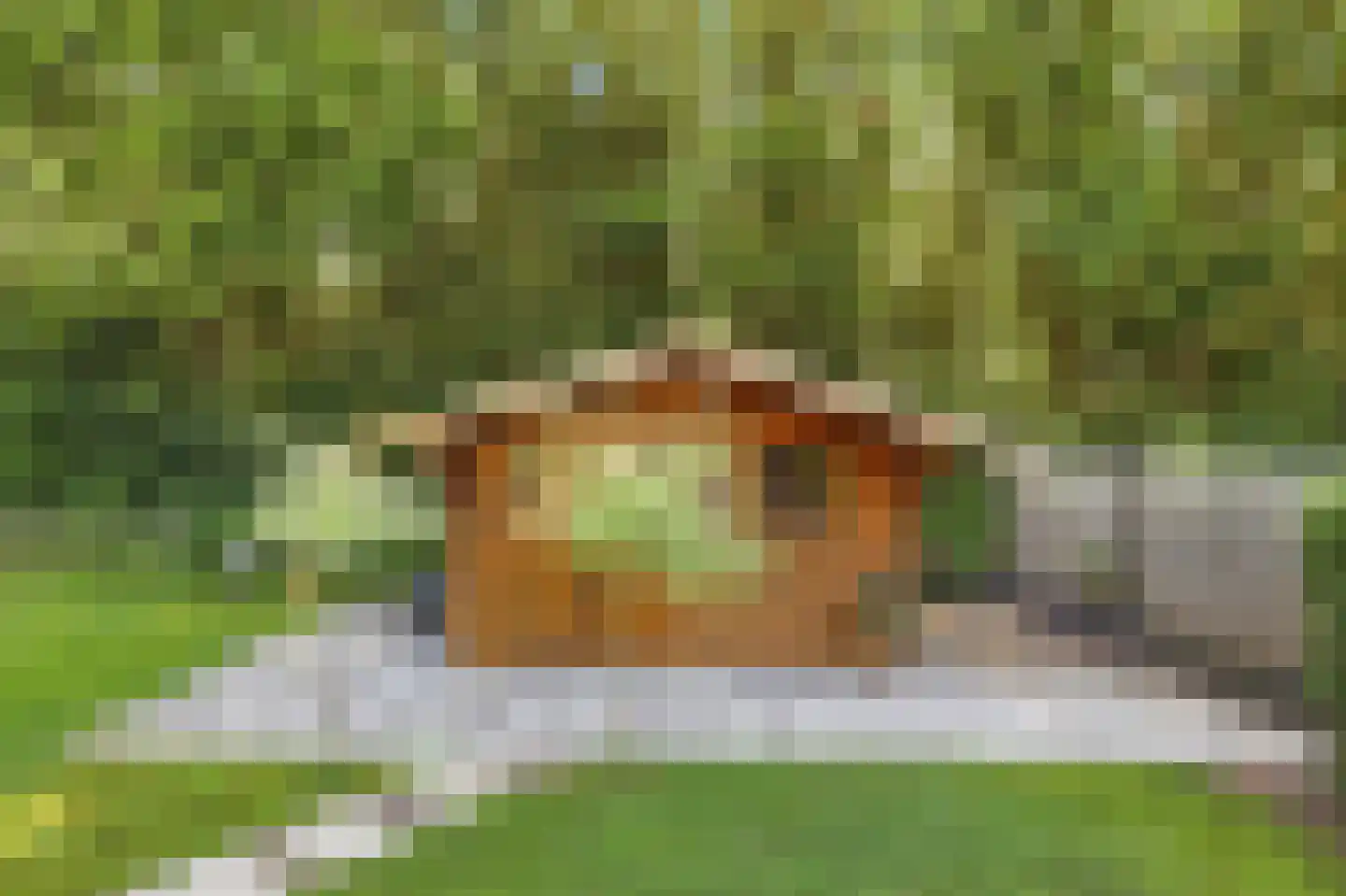 Koekoeksbloem 20 Hulst thumbnail 39
