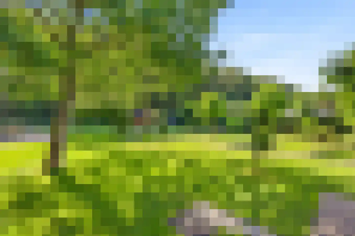 Koekoeksbloem 20 Hulst thumbnail 4