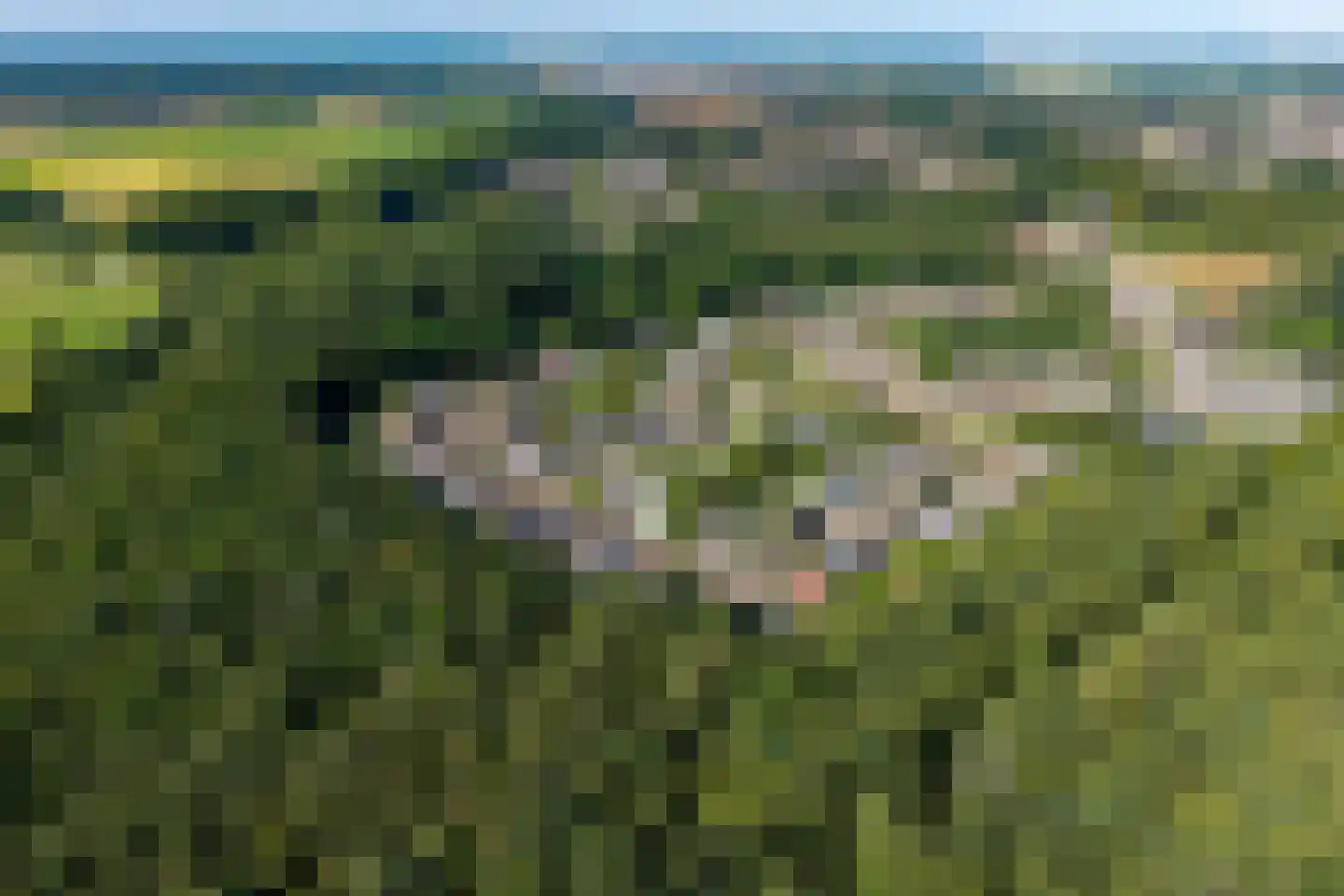 Koekoeksbloem 20 Hulst thumbnail 42