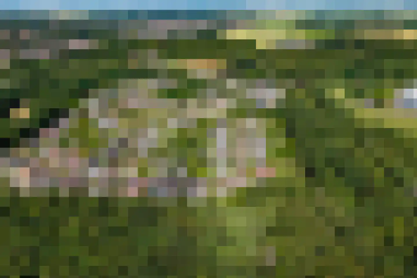 Koekoeksbloem 20 Hulst thumbnail 43