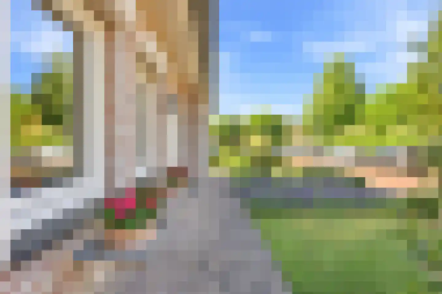 Koekoeksbloem 20 Hulst thumbnail 9