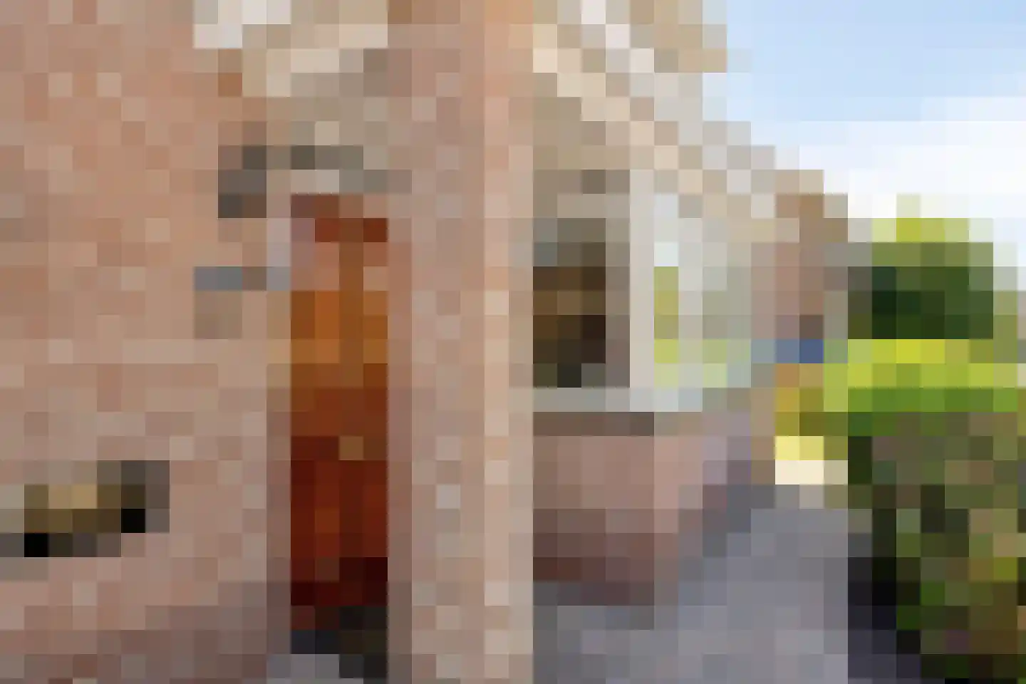 Koekoeksbloem 24 Heerjansdam thumbnail 4