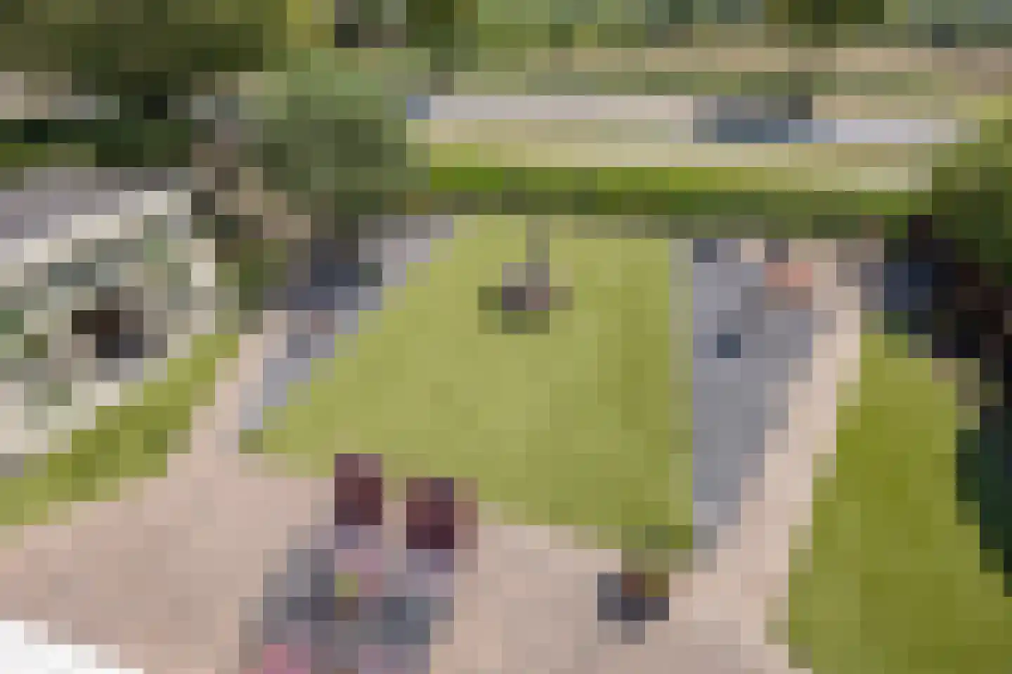 Koekoeksbloem 24 Heerjansdam thumbnail 45