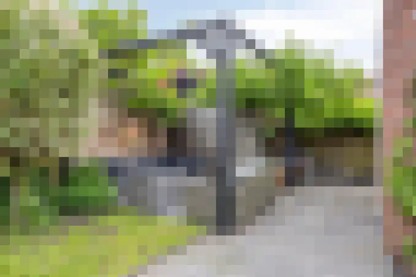 Koekoeksbloem 24 Roden thumbnail 39