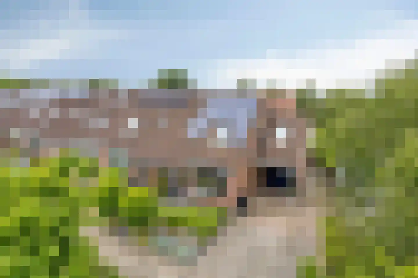 Koekoeksbloem 24 Roden thumbnail 43