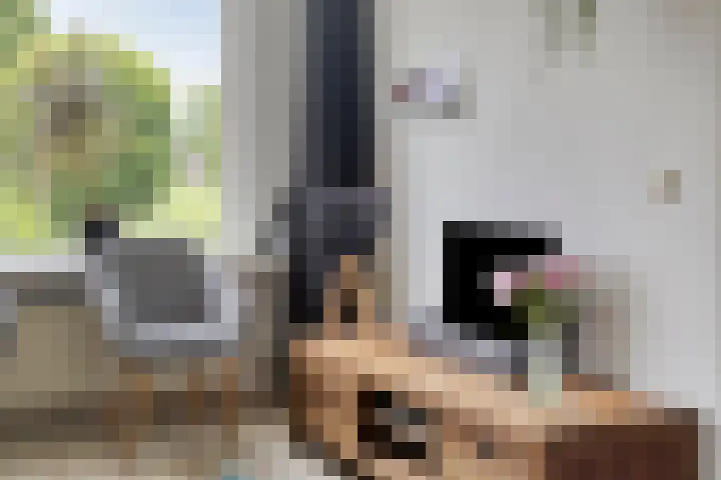 Koekoeksbloem 24 Roden thumbnail 9