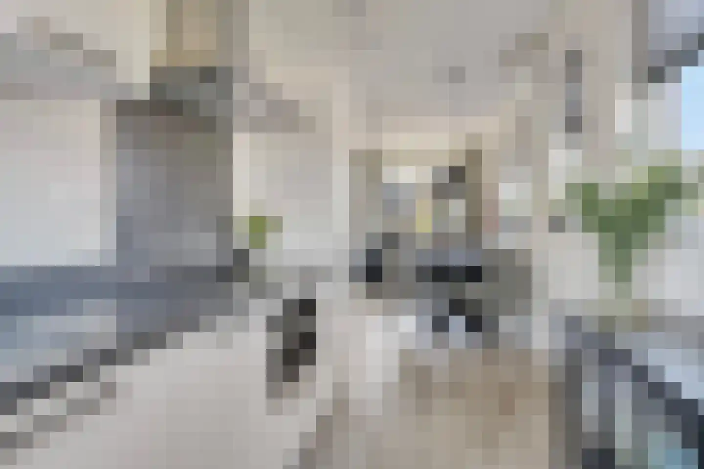 Koekoeksbloem 33 Bergen op Zoom thumbnail 14