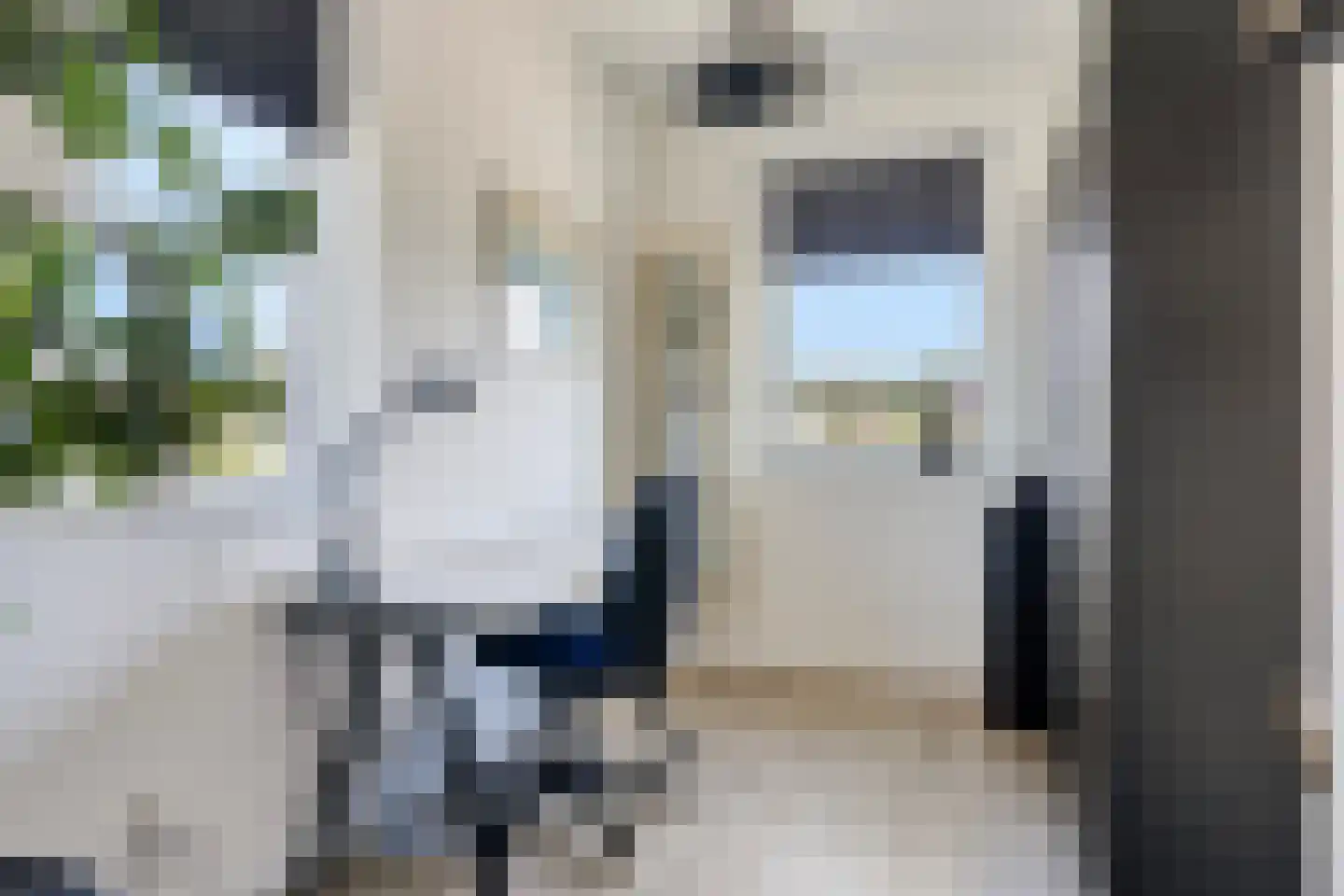 Koekoeksbloem 33 Bergen op Zoom thumbnail 24