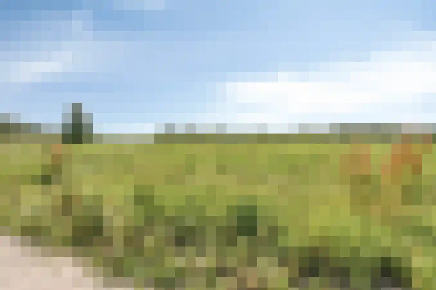 Koekoeksbloem 33 Bergen op Zoom thumbnail 40