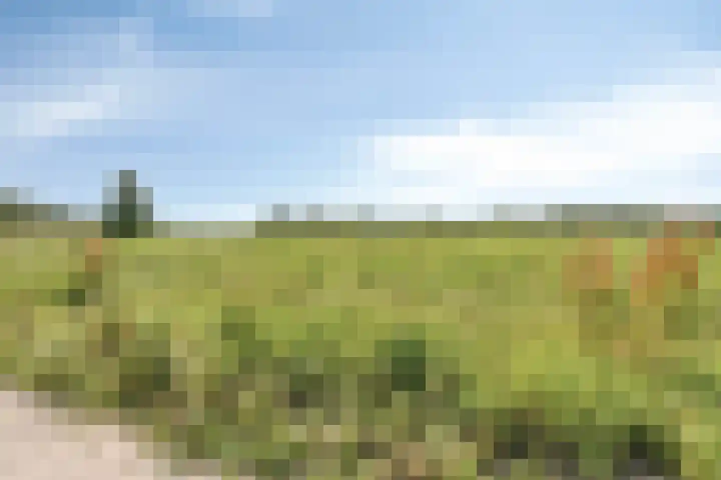 Koekoeksbloem 33 Bergen op Zoom thumbnail 43