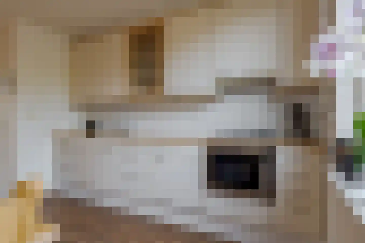 Koekoeksbloem 4 Roden thumbnail 21
