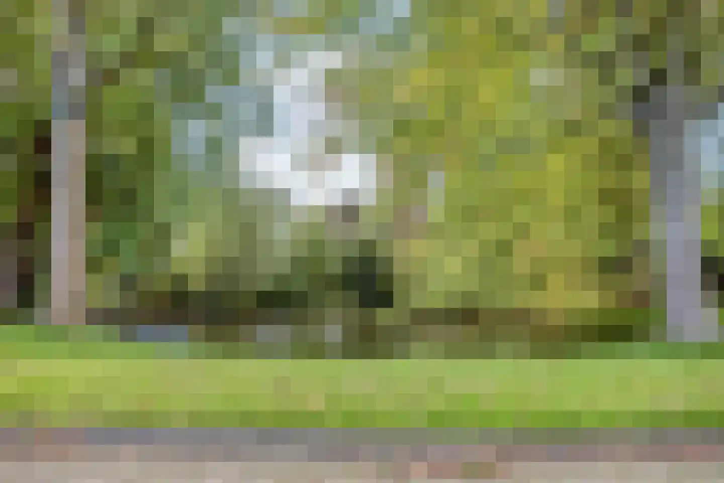 Koekoeksbloem 48 Opmeer thumbnail 44