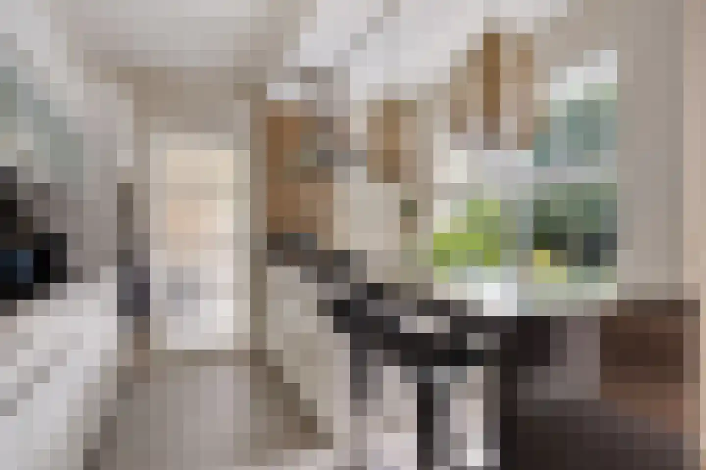 Koekoeksbloem 5 Hardenberg thumbnail 21