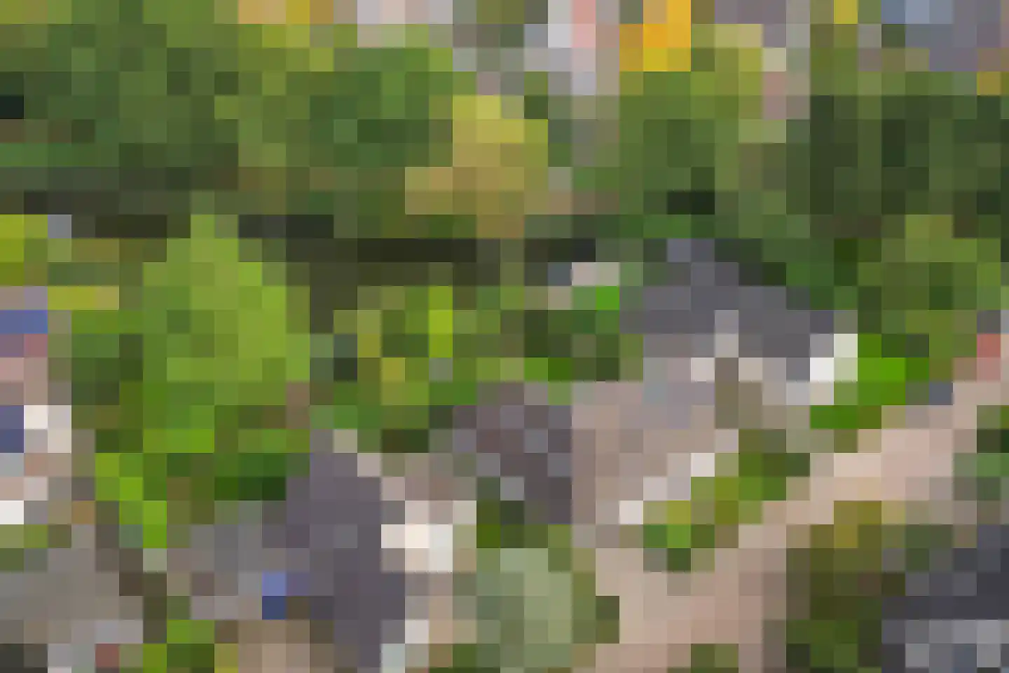 Koekoeksbloem 5 Hardenberg foto 3