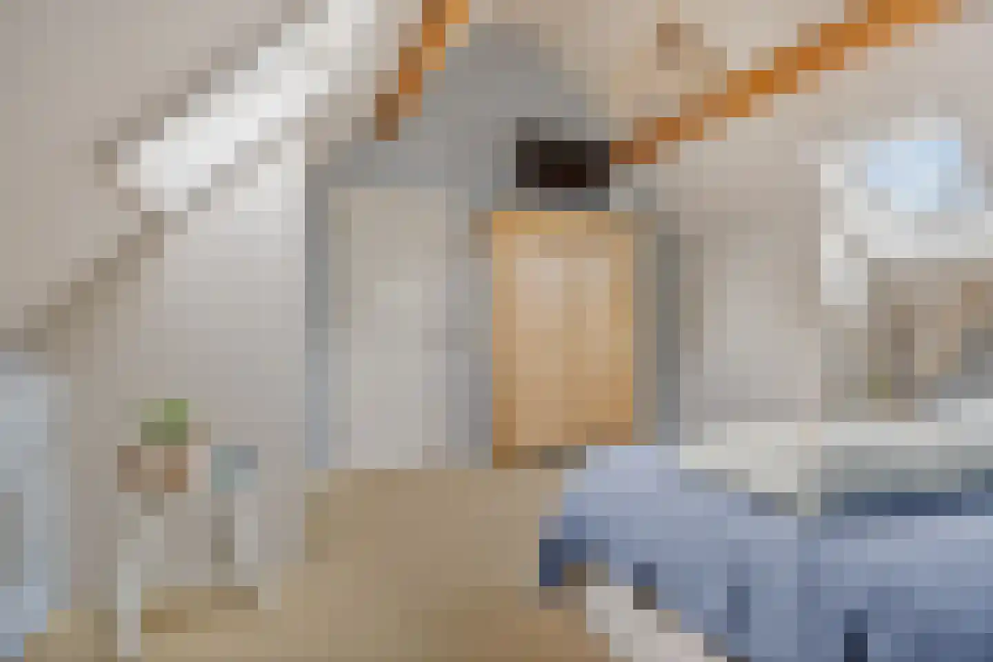 Koekoeksbloem 5 Hardenberg thumbnail 47