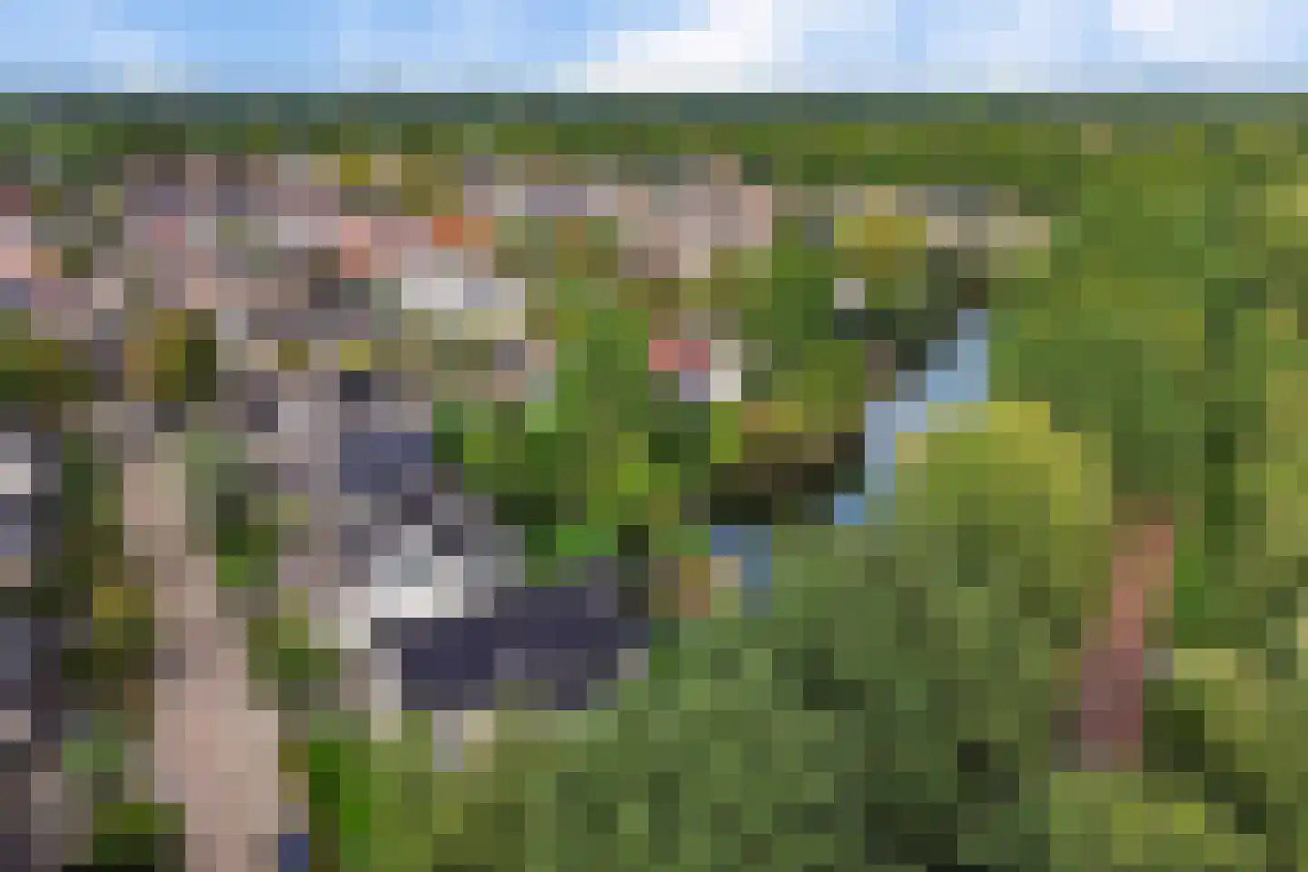 Koekoeksbloem 5 Hardenberg thumbnail 54