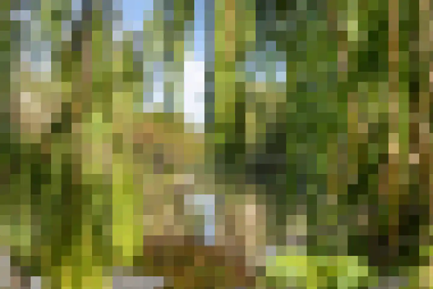 Koekoeksbloem 5 Hardenberg thumbnail 63