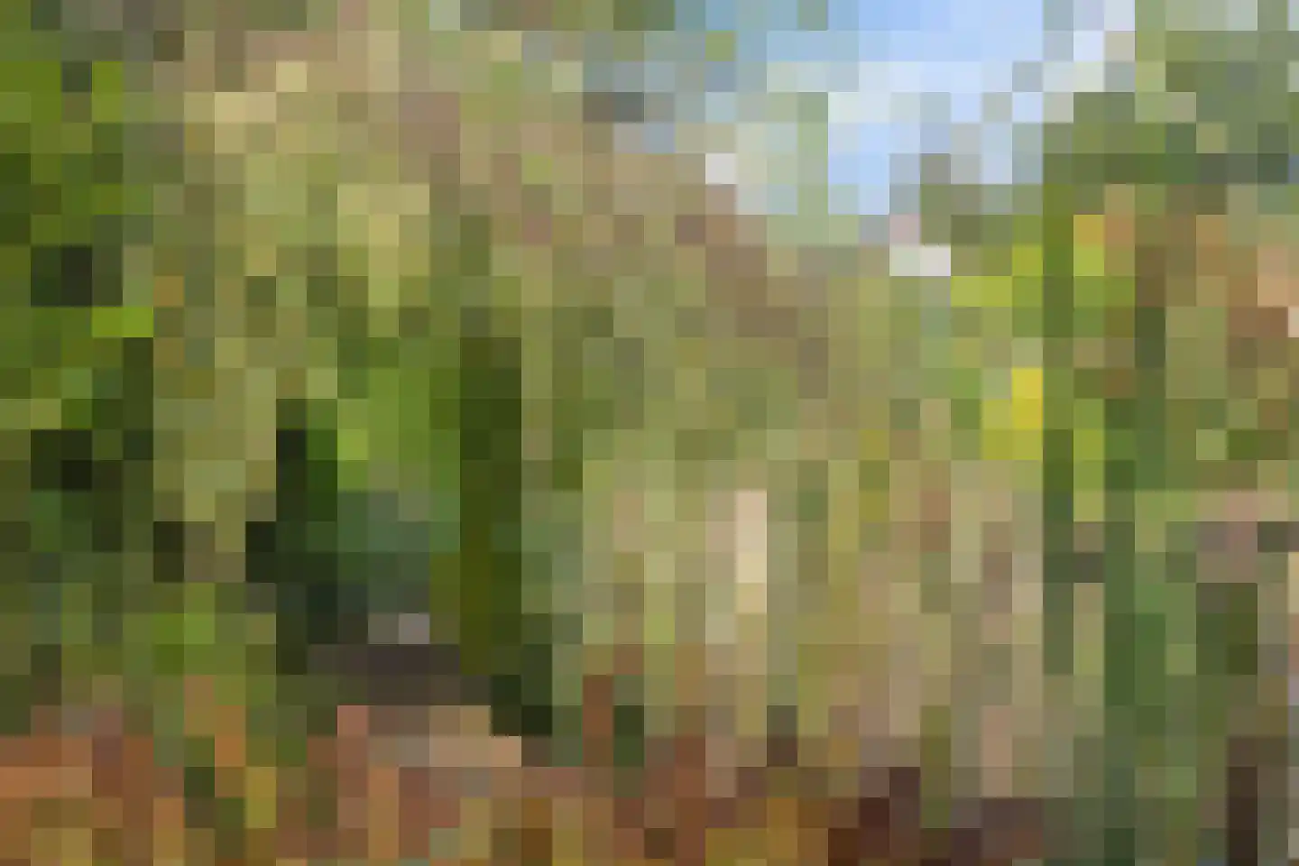 Koekoeksbloem 5 Hardenberg thumbnail 67