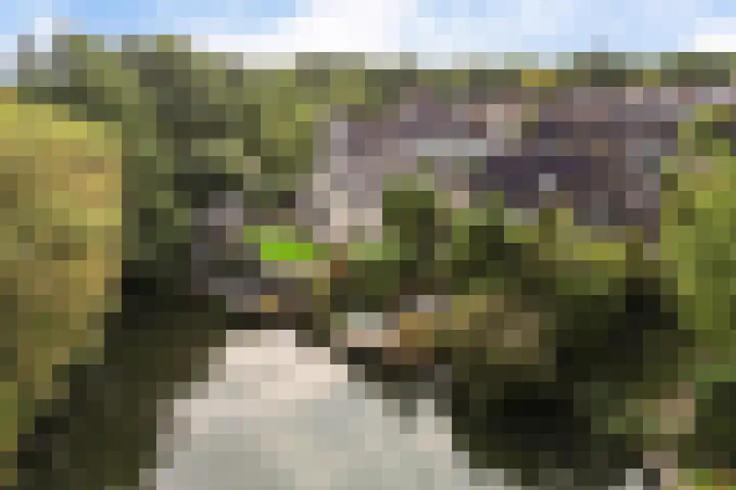 Koekoeksbloem 5 Hardenberg thumbnail 68