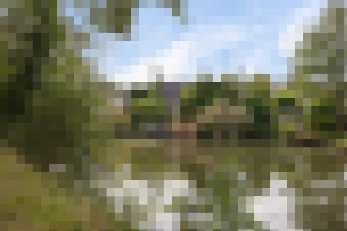 Koekoeksbloem 5 Hardenberg thumbnail 69