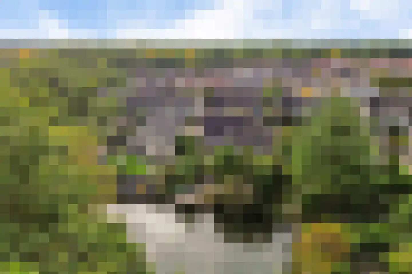 Koekoeksbloem 5 Hardenberg thumbnail 70