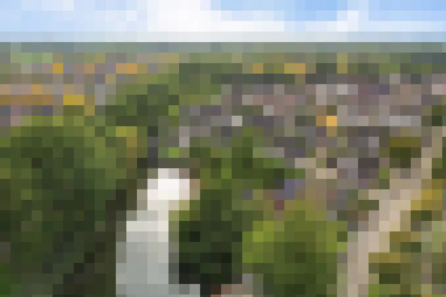 Koekoeksbloem 5 Hardenberg thumbnail 71