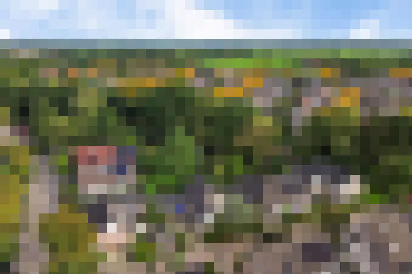 Koekoeksbloem 5 Hardenberg thumbnail 72