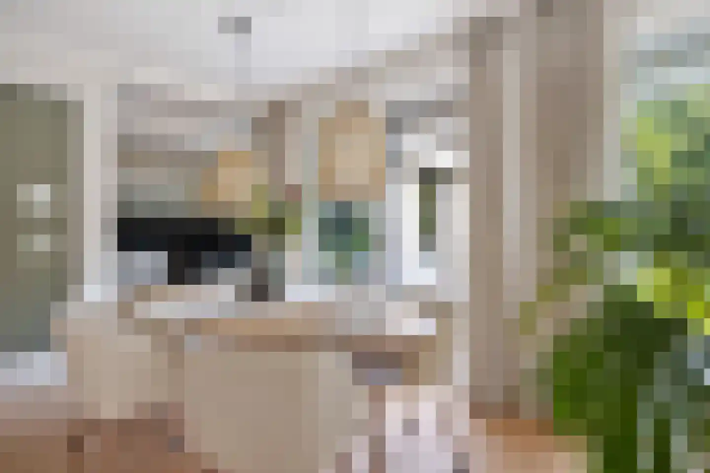 Koekoeksbloem 5 Hardenberg thumbnail 8