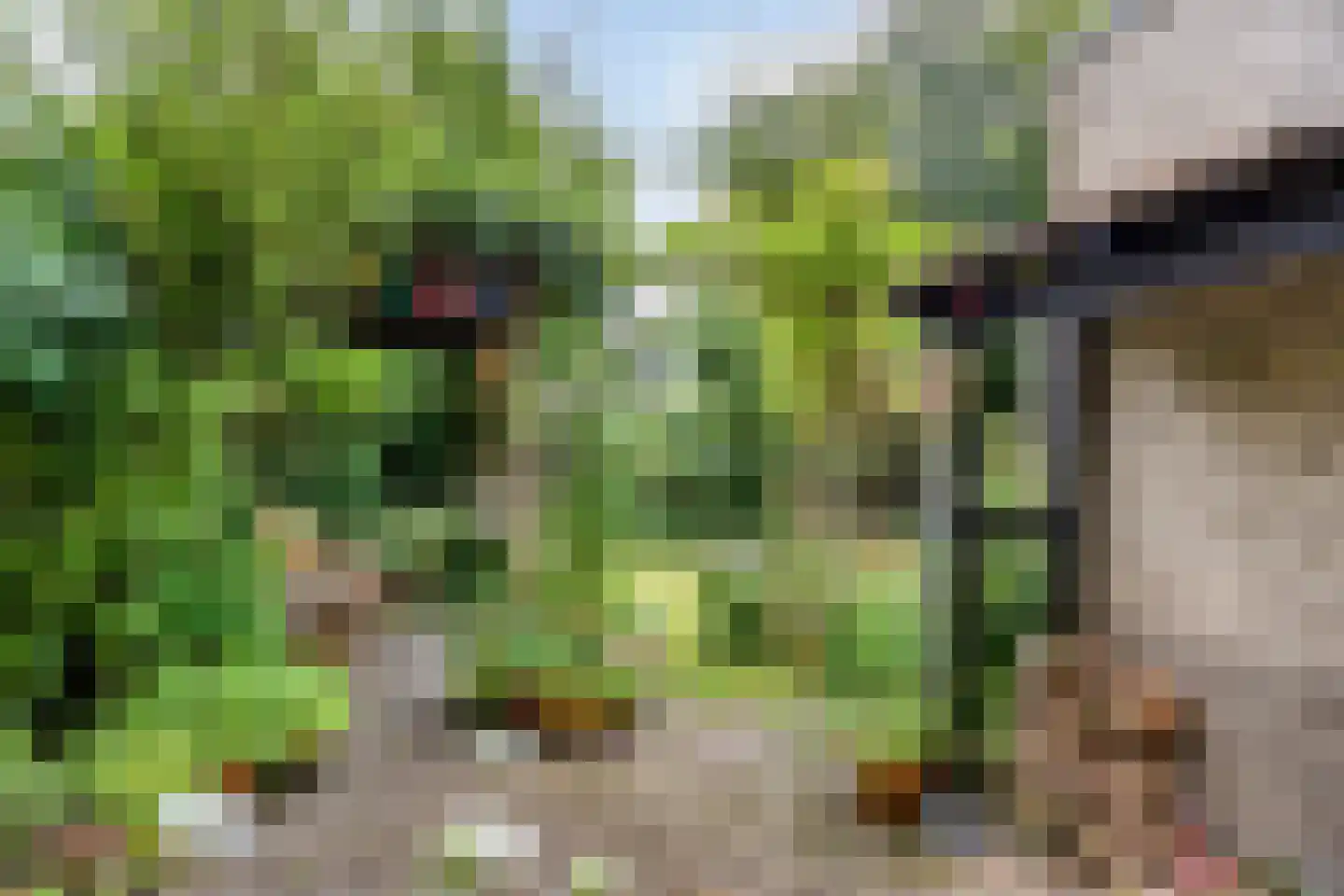 Koekoeksbloem 5 Zuidhorn thumbnail 37