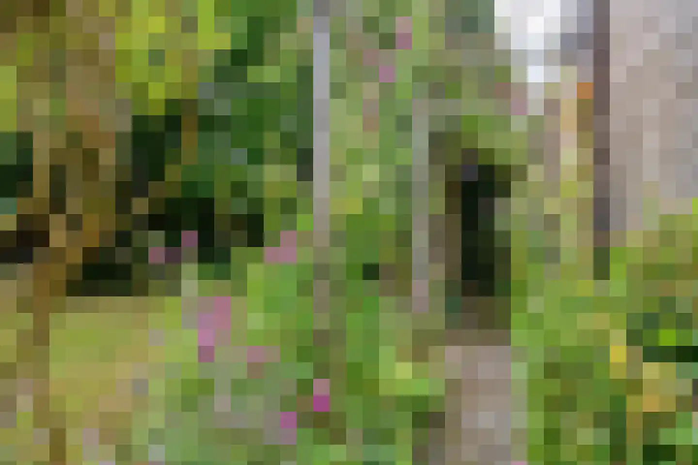 Koekoeksbloem 5 Zuidhorn thumbnail 39