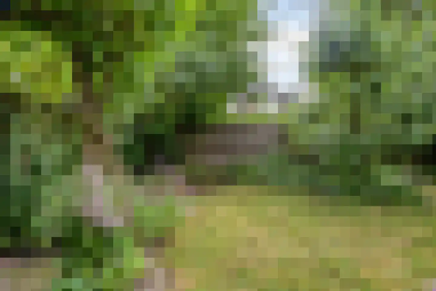 Koekoeksbloem 5 Zuidhorn thumbnail 41