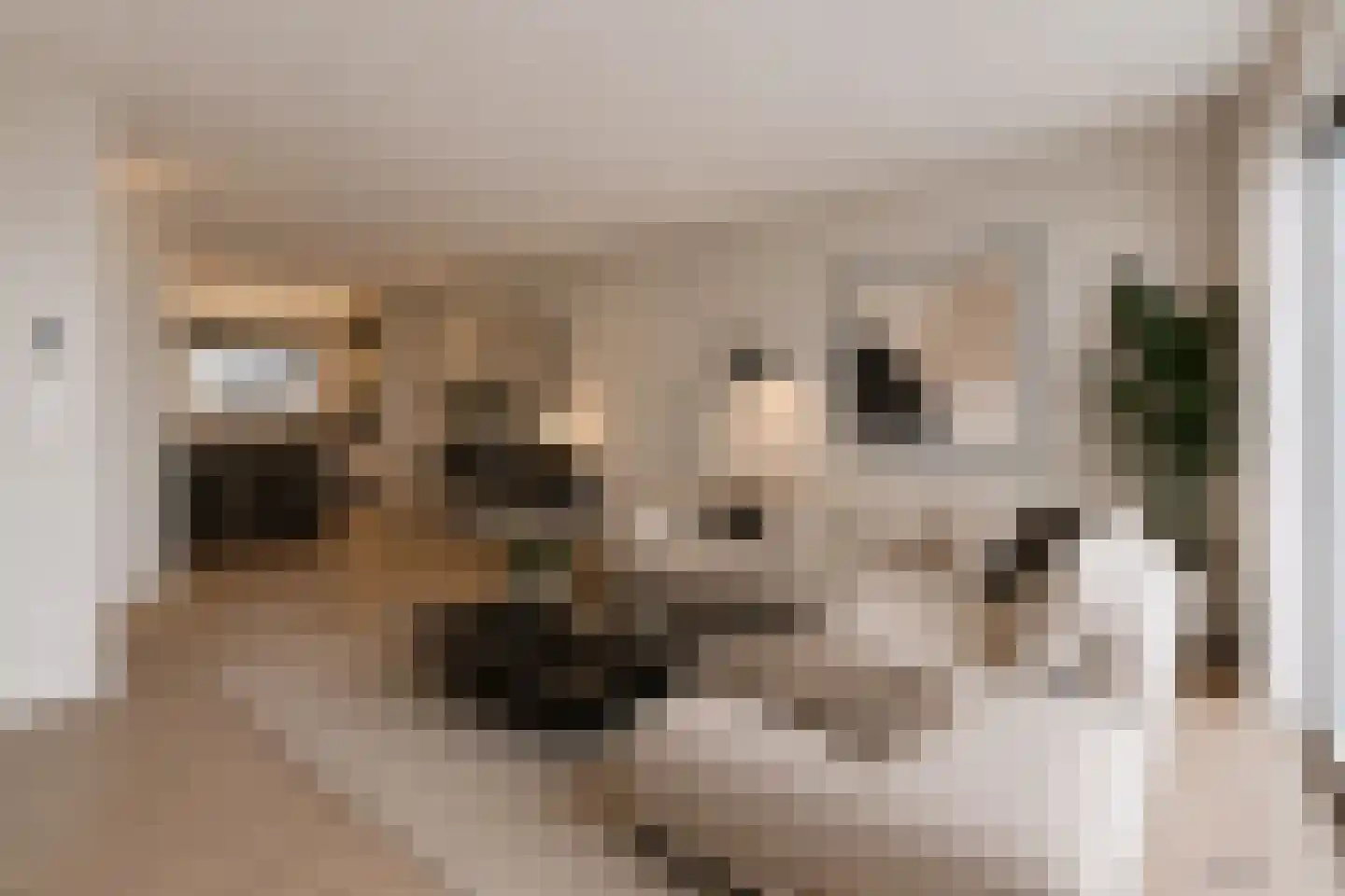 Koekoeksbloem 58 Eijsden thumbnail 8