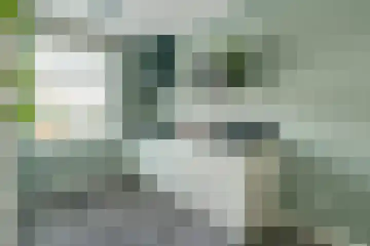Koekoeksbloem 6 Dongen thumbnail 15