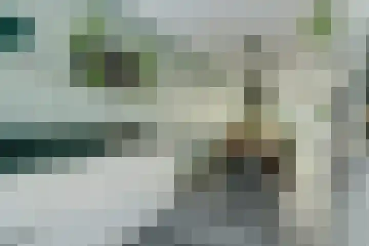 Koekoeksbloem 6 Dongen thumbnail 18
