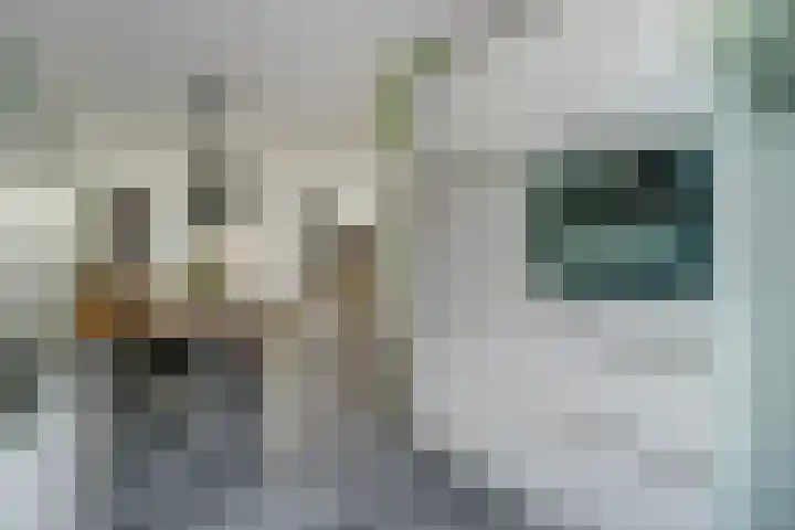 Koekoeksbloem 6 Dongen thumbnail 19
