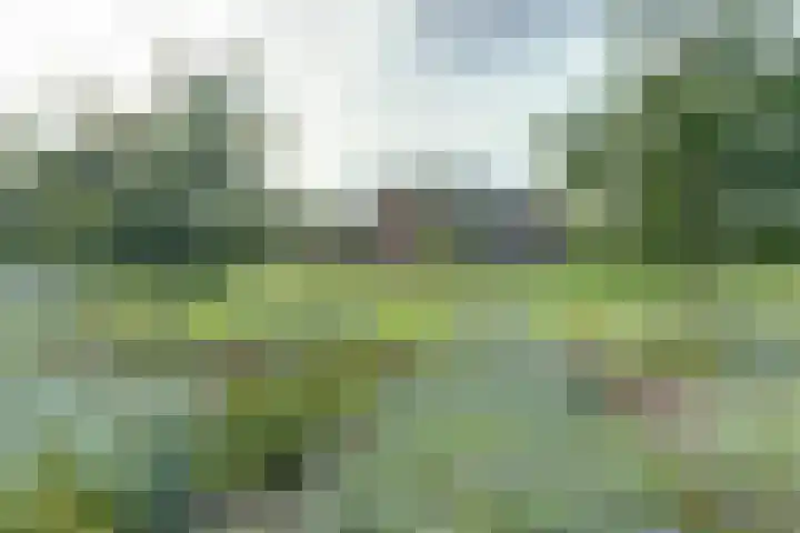 Koekoeksbloem 6 Dongen thumbnail 6
