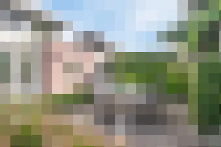 Koekoeksbloem 6 Heerjansdam thumbnail 11