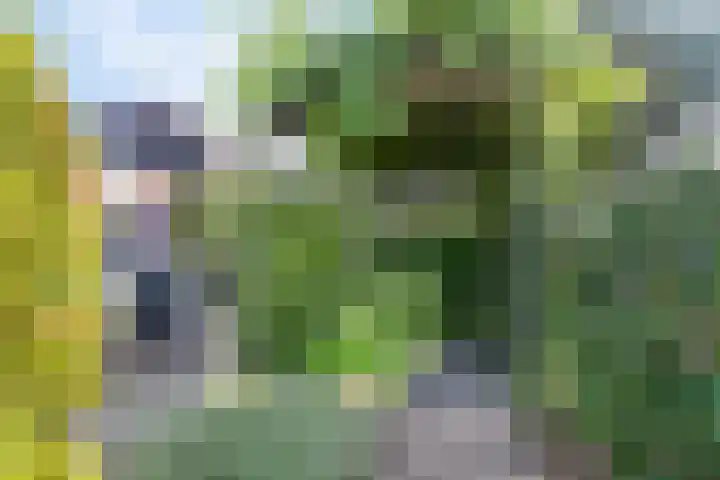 Koekoeksbloem 6 Heerjansdam thumbnail 12