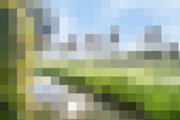 Koekoeksbloem 6 Heerjansdam thumbnail 14