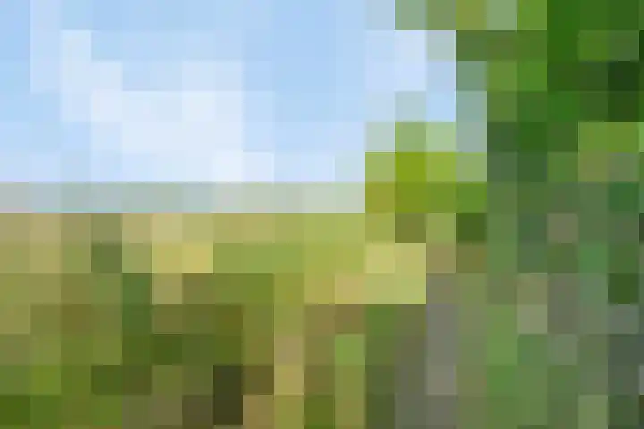 Koekoeksbloem 6 Heerjansdam thumbnail 15