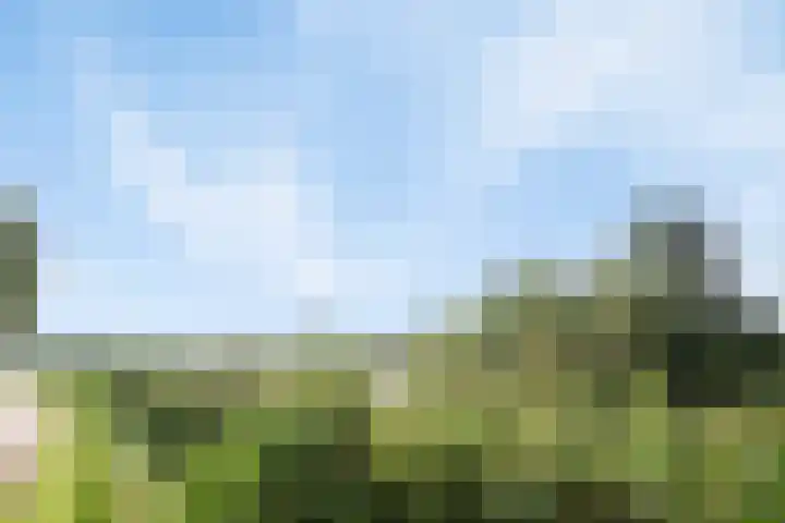 Koekoeksbloem 6 Heerjansdam thumbnail 16