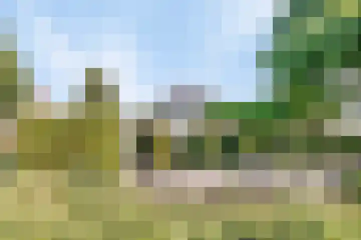 Koekoeksbloem 6 Heerjansdam thumbnail 44
