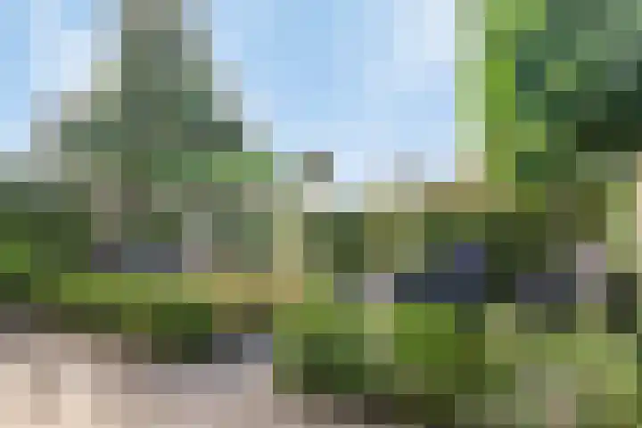 Koekoeksbloem 6 Heerjansdam thumbnail 8